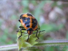 Agonoscelis rutila