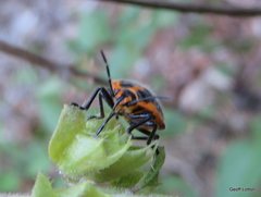 Agonoscelis rutila
