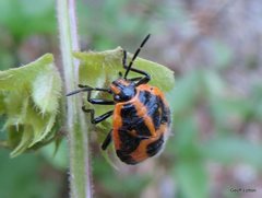 Agonoscelis rutila