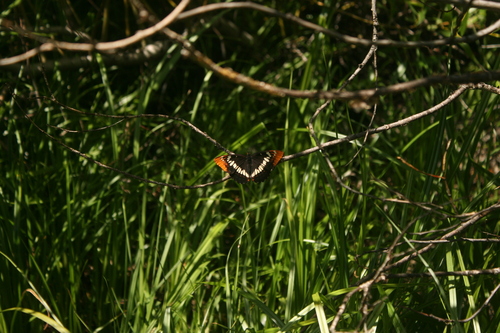 iNaturalist observation photo of Lorquin's Admiral