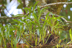 Prosthechea
