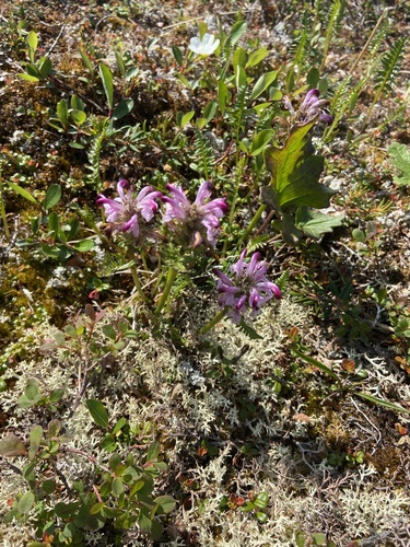 Image of Sudetic Lousewort (Pedicularis sudetica) by (c) Maria Khoreva, some rights reserved (CC BY)