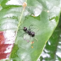 Gigantiops destructor