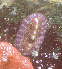 Tonicella