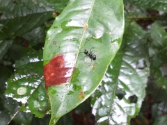 Gigantiops destructor