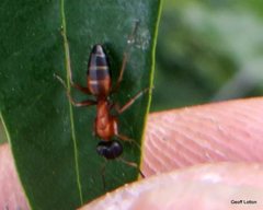 Opisthopsis rufithorax