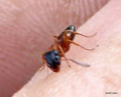 Opisthopsis rufithorax