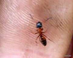 Opisthopsis rufithorax