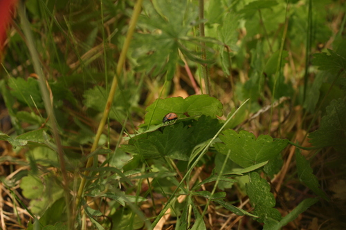 iNaturalist observation photo of Calligrapher Beetles