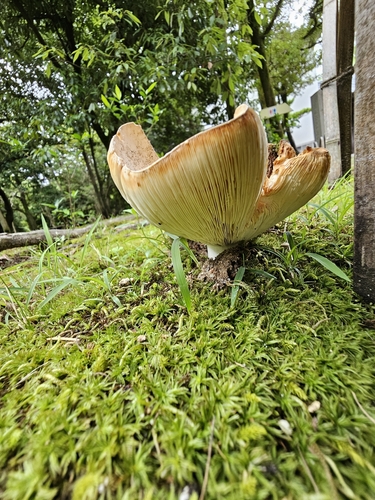 Russula