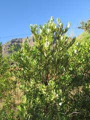 Phylica oleifolia