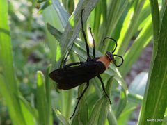 Aculeata