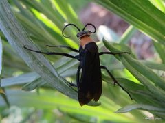 Aculeata