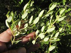 Phylica oleifolia