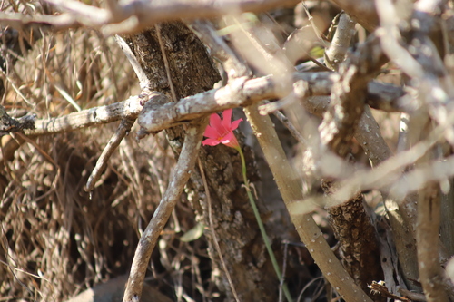 Image of Cyrtanthus galpinii by (c) Suvarna Parbhoo Mohan, some rights reserved (CC BY-SA)