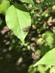 Syrphus