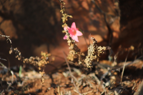 Image of Cyrtanthus galpinii by (c) Suvarna Parbhoo Mohan, some rights reserved (CC BY-SA)
