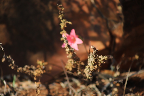 Image of Cyrtanthus galpinii by (c) Suvarna Parbhoo Mohan, some rights reserved (CC BY-SA)