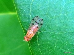 Homoneura