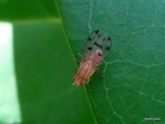 Homoneura