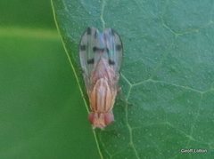 Homoneura