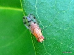 Homoneura