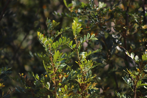 Image of Hippobromus pauciflorus by (c) Suvarna Parbhoo Mohan, some rights reserved (CC BY-SA)