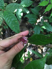 Palicourea ostreophora