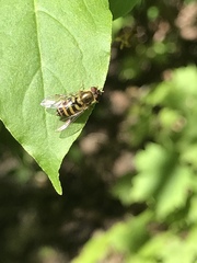 Syrphus