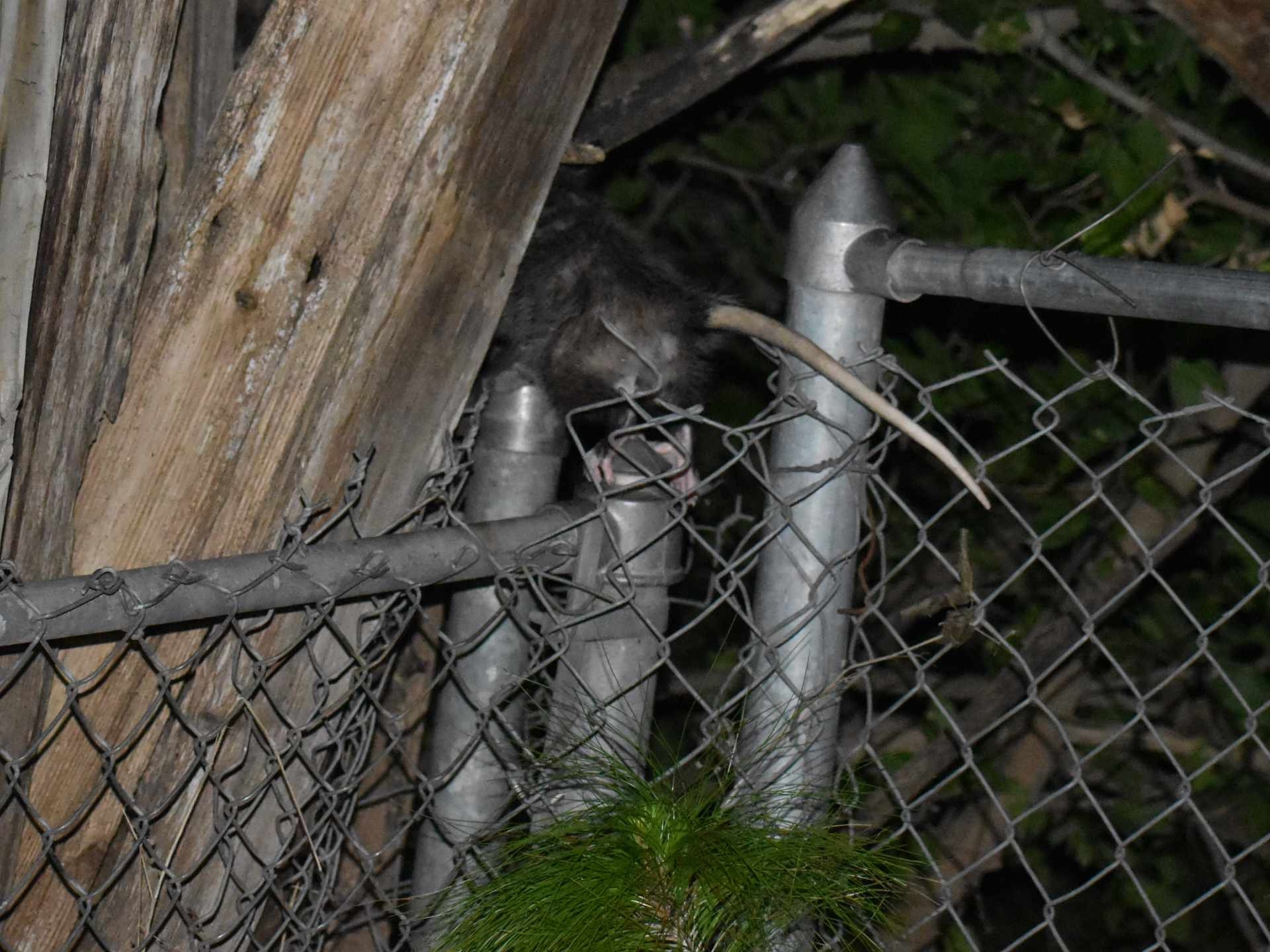 Didelphis virginiana<br>15 July, 2024