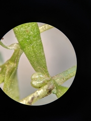 Callitriche heterophylla