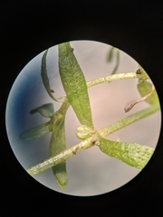 Callitriche heterophylla