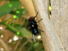 Calliphoridae