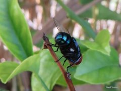 Calliphoridae