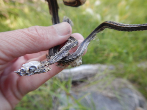 iNaturalist observation photo of Garter Snakes