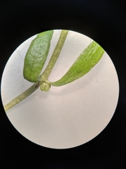 Callitriche heterophylla