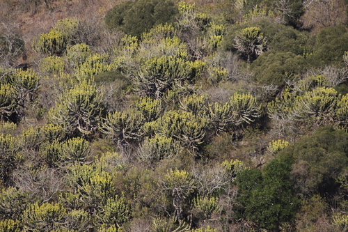 Image of Euphorbia cooperi by (c) Suvarna Parbhoo Mohan, some rights reserved (CC BY-SA)
