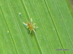 Araneae