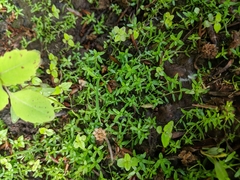 Callitriche heterophylla