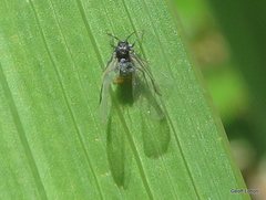 Aphididae