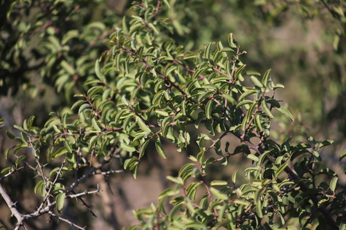 Image of Ximenia afra by (c) Suvarna Parbhoo Mohan, some rights reserved (CC BY-SA)
