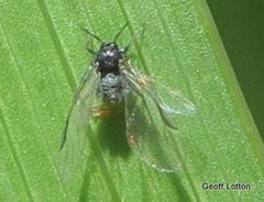 Aphididae