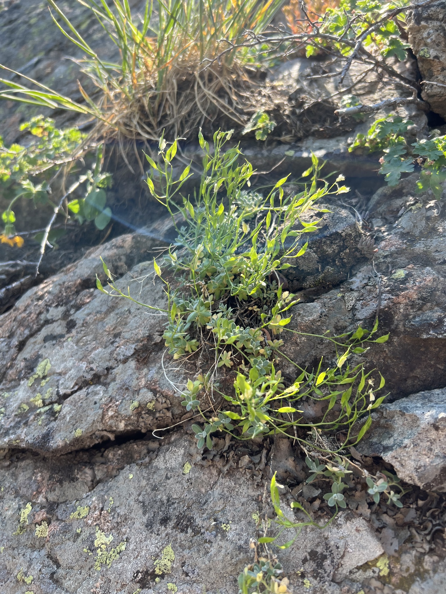 Draba argyrea