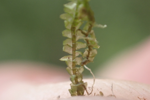Bazzania emarginata observed 2024-07-14