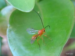 Insecta