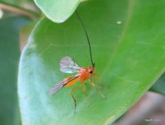 Insecta
