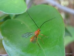 Insecta