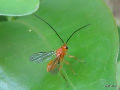 Insecta