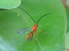 Insecta