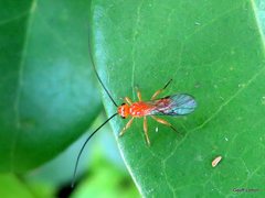 Insecta